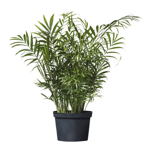CHAMAEDOREA ELEGANS Potted plant, Parlor palm - 701.200.61
