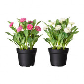 FEJKA Artificial potted plant, Common daisy assorted colors - 702.341.47