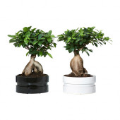 FICUS MICROCARPA GINSENG Plant with pot, bonsai, assorted colors - 002.345.46