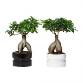 FICUS MICROCARPA GINSENG Plant with pot, bonsai, assorted colors - 602.345.48