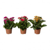 KALANCHOE Potted plant, Flaming Katy, assorted colors - 402.827.57