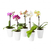PHALAENOPSIS Plant with pot, Orchid, assorted colors - 502.419.69