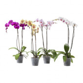PHALAENOPSIS Potted plant, Orchid, 2 stems - 401.485.42