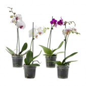 PHALAENOPSIS Potted plant, Orchid, 1 stem - 700.940.76