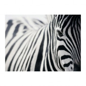 PJÄTTERYD Picture, zebra - 301.404.38