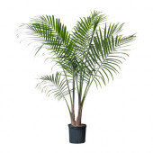 RAVENEA Potted plant, Majesty palm - 700.381.27