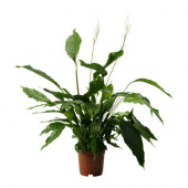 SPATHIPHYLLUM Potted plant, Peace lily - 001.979.02